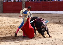 Toros en Ledesma