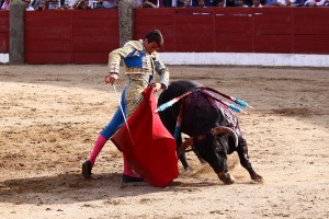 Toros en Ledesma