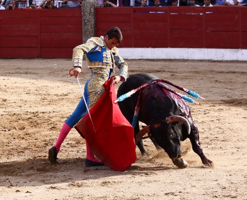 Toros en Ledesma