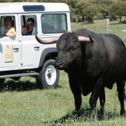 Visitas al toro bravo en Ledesma