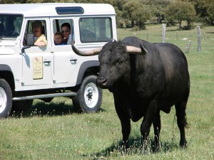 Visitas al toro bravo en Ledesma